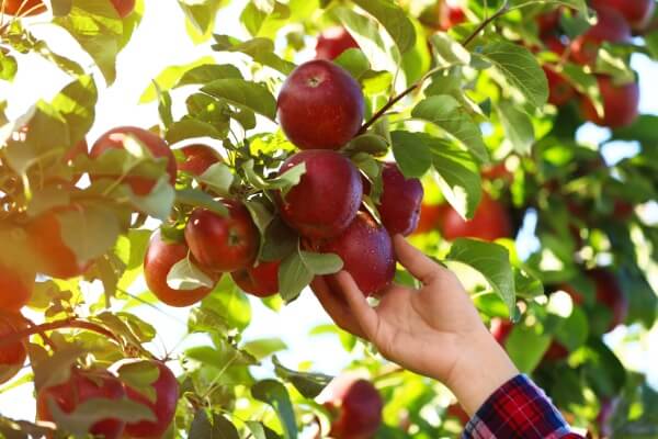 FruitAkademia - jablka homepage
