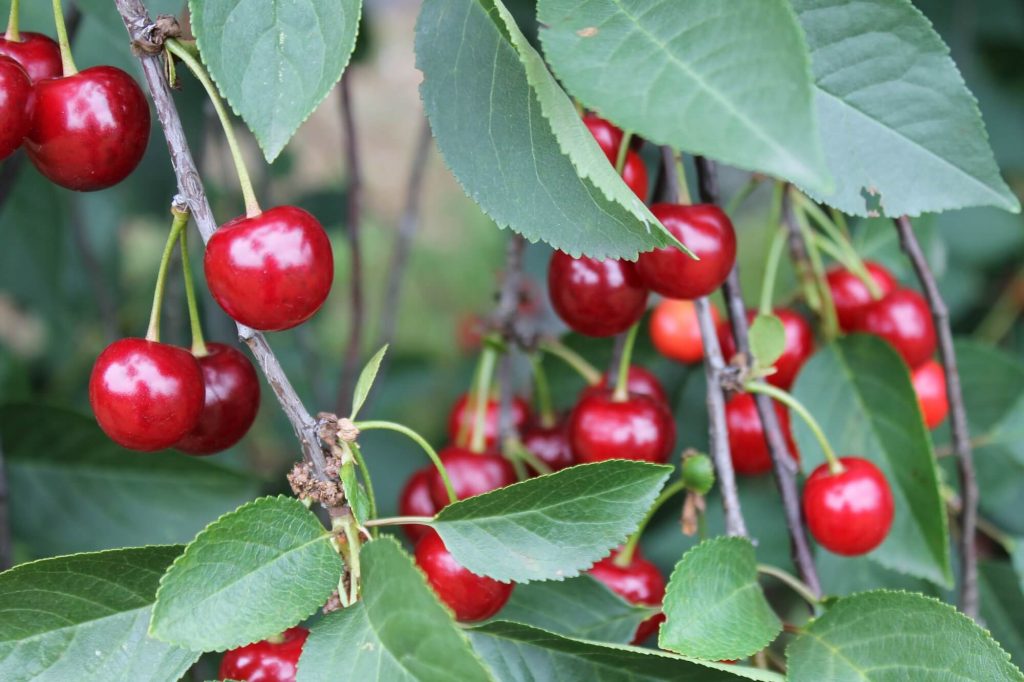 Program nawożenia gatunków pestkowych 2 FruitAkademia - wisnie 1