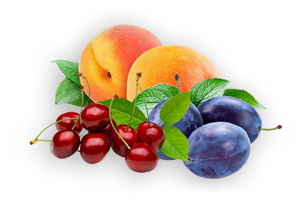 FruitAkademia - wisniesliwki 3